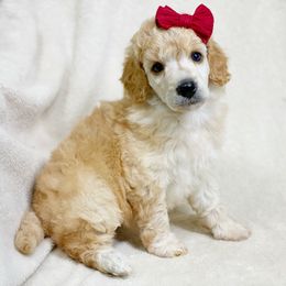 Cavalier King Charles Spaniel and Poodle Puppies from Red Skye Cavaliers
