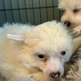 Puff girl - White female Chinese Crested puppy in Rockvale, Tennessee from Cosmic Chinese Cresteds & Wind-Echo Poodles