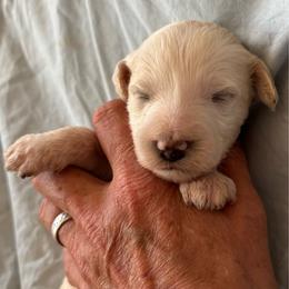 Tourmaline - Cream female Labradoodle puppy in Somerset, California from Annie’s Animals