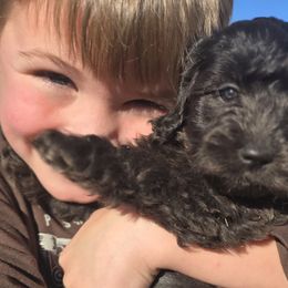 Cavapoos and Cavapoochons from Cavapoochon Central