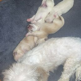 Maltipoo Puppies from Tosha Maltipoos