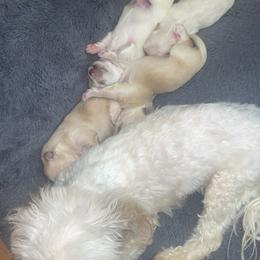 Maltipoo Puppies from Tosha Maltipoos