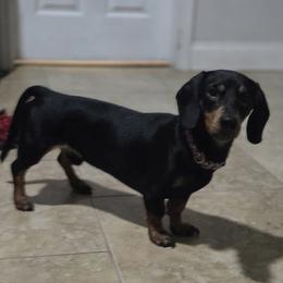 Cooper - Dachshund