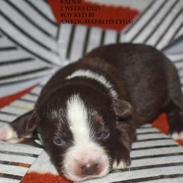 Kader - Red & white male Miniature Australian Shepherd puppy in Patterson, North Carolina from DreamLine Aussies