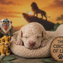 Simba - Gold and white male Shihpoo puppy in Hertford, North Carolina from Heaven Sent Shihpoo's