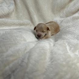 Sylveon - Gold female Havapoo puppy in Surprise, Arizona from Huckleberry Doodles