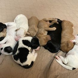 Goldendoodle Puppies from Goldendoodles on the Hill
