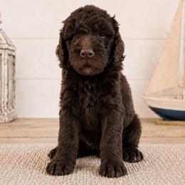 Okie - Chocolate male Double Doodle puppy in Whitsett, North Carolina from Rock Creek Doodles NC