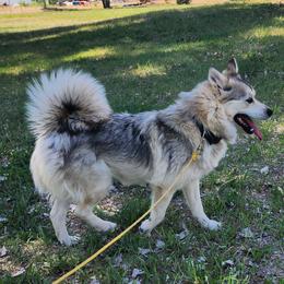 Foxy - Pomsky