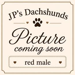 AKC Red Male - Red male Dachshund puppy in Sumrall, Mississippi from JP’s Dachshunds