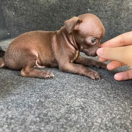 Mr Brownie green eyes 4500 chocolate - Chocolate male Chihuahua puppy in Las Vegas, Nevada from Quality Poms Chihuahua Yorkies of Las vegas