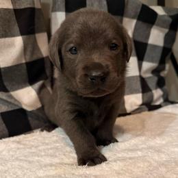 Grey - Charcoal male Dilute Retriever puppy in Marion, Illinois from Summer Lovin’ Labradors of Southern Illinois