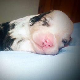 Girl 4 - Blue merle female Miniature Australian Shepherd puppy in Florida from All Champions Mini Aussies & ABW Great Danes