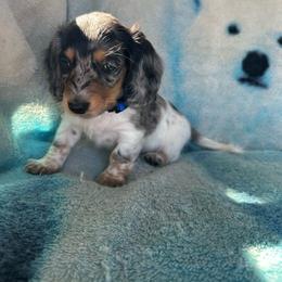 Rhett - Dapple male Dachshund puppy in Stilwell, Oklahoma from Ross Ranch Dachshunds