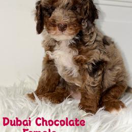 Dubai Chocolate - Merle Chocolate Tuxedo - Merle female Australian Labradoodle puppy in Beecher, Illinois from Erica’s Doodles