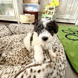 Archer - Parti male Goldendoodle puppy in Sheridan, Arkansas from Arkie Doodles