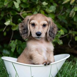 Mig 5000 - Cream male Dachshund puppy in Crystal, Michigan from Mare-bella Dachshunds