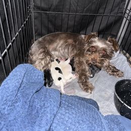 Miniature Schnauzer puppies from Synergy Schnauzers
