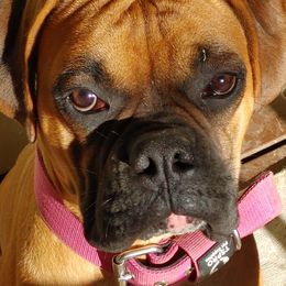 Mister - Boxer