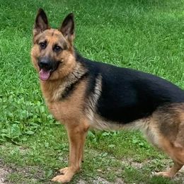 German Shepherds from TTS German Shepherds