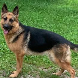 German Shepherds from TTS German Shepherds