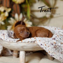 Treat - Red  female Goldendoodle puppy in Mendon, Massachusetts from Comfort & Cuddle Co