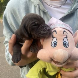 Dopey - Liver male Pointer puppy in Olympia, Washington from Birdsboro Pointers