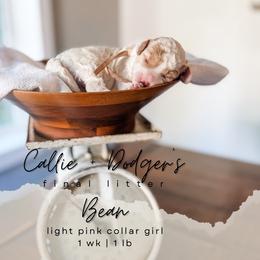 Bean - Parti female Goldendoodle puppy in Tacoma, Washington from Peninsula Doodles