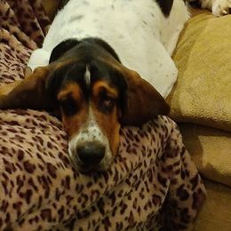 Basset Hound All Grown Up from Red Hill Bassets