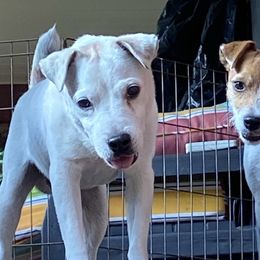 Zack - Jack Russell Terrier