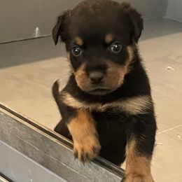 Rottweiler Puppies from Rott Nation Dog Breeding