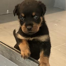 Rottweiler Puppies from Rott Nation Dog Breeding