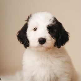 Benedict Bridgerton - Black and white male Sheepadoodle puppy in Edmond, Oklahoma from Rock N Roll Doodles