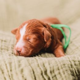 Green Boy - Red  male Goldendoodle puppy in Mckinney, Texas from Doodles of North Tx