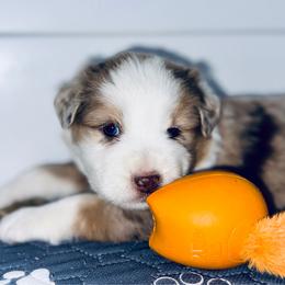 Lady - Red merle female Aussiedoodle puppy in Hempstead, Texas from Young Gun Aussies