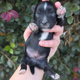 KB Black Male - Parti male Yorkshire Terrier puppy in Lakeland, Florida from You Me & The Yorkies