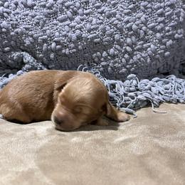 Ruby - Apricot female Goldendoodle puppy in Graham, North Carolina from Geise Meadow Doodles