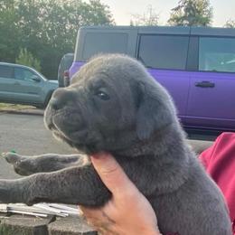 Girl 4 - Gray female Cane Corso puppy in Olympia, Washington from Grayling Dawn Cane Corso