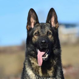 Belgian Malinois and German Shepherds from Morales Kennels