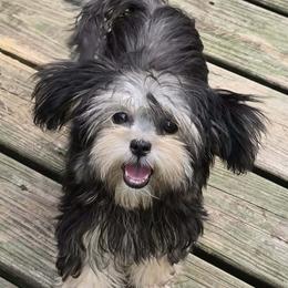 Frankie - Mi-Ki