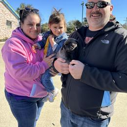 Pug Puppies from Pug Perfection Puppies