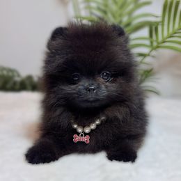 Bellamy - Black female Pomeranian puppy in Menifee, California from Petite Poms Of CA