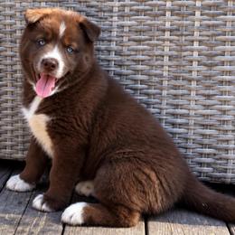 Catrionna - Red and white female Siberian Husky puppy in Oakwood, Ohio from Moonlight Siberian Huskies