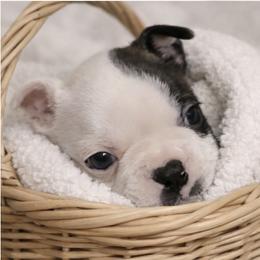 Boston Terrier puppies from RVF Boston Terriers