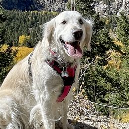 Bonnet - Golden Retriever