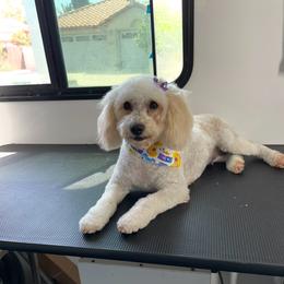 Luna (Available for Guardian Home) - White female Poodle puppy in Hemet, California from Vallevistadoodles