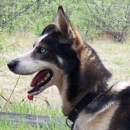 Tahoe - Alaskan Husky
