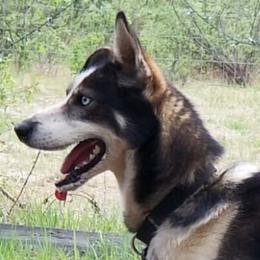 Tahoe - Alaskan Husky