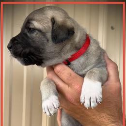 Red - Fawn female Anatolian Shepherd Dog puppy in Clark, Wyoming from Fyne Acres