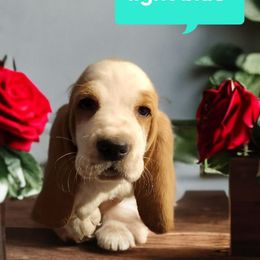 Blue - Black tan and white male Basset Hound puppy in Lucerne Valley, California from Seussorie of Puddle Pups